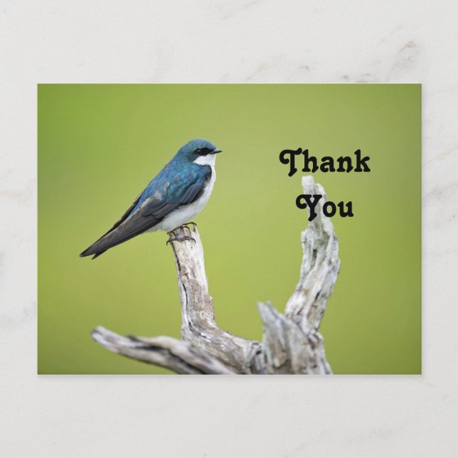 Tree Swallow Vielen Dank Postkarte (Vorderseite)