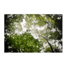 Tree Tops im blauen Ridge Mountain