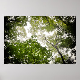 Tree Tops im blauen Ridge Mountain Poster
