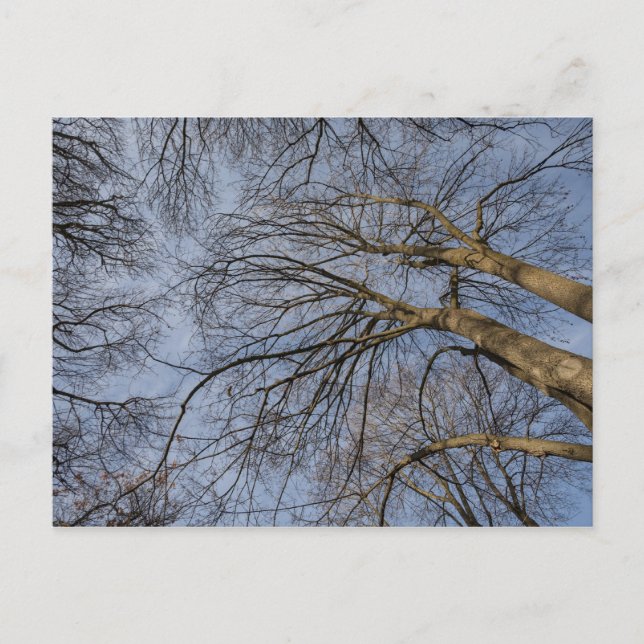 Tree trunk design/pattern. Pioineer Park, WA Postkarte (Vorderseite)