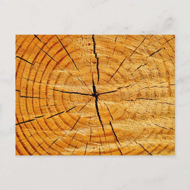 Tree Trunk Postkarte (Vorderseite)