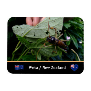 Tree Weta - großes Insekt, Natur / Neuseeland Magnet