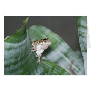 Treefrog