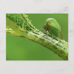 Treehopper Postkarte. Postkarte