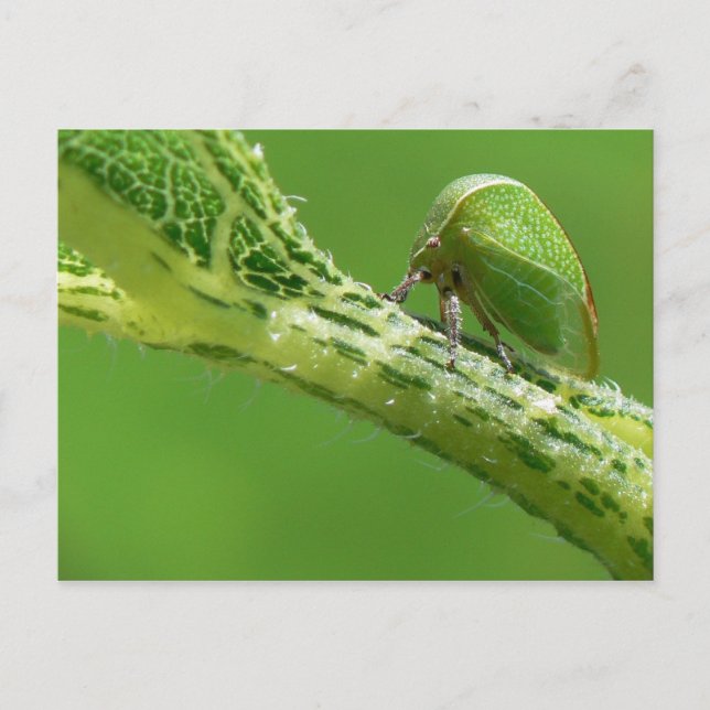 Treehopper Postkarte. Postkarte (Vorderseite)