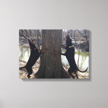 Treeing Coon Hounds Leinwand
