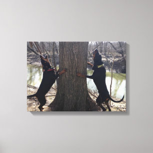 Treeing Coon Hounds Leinwand