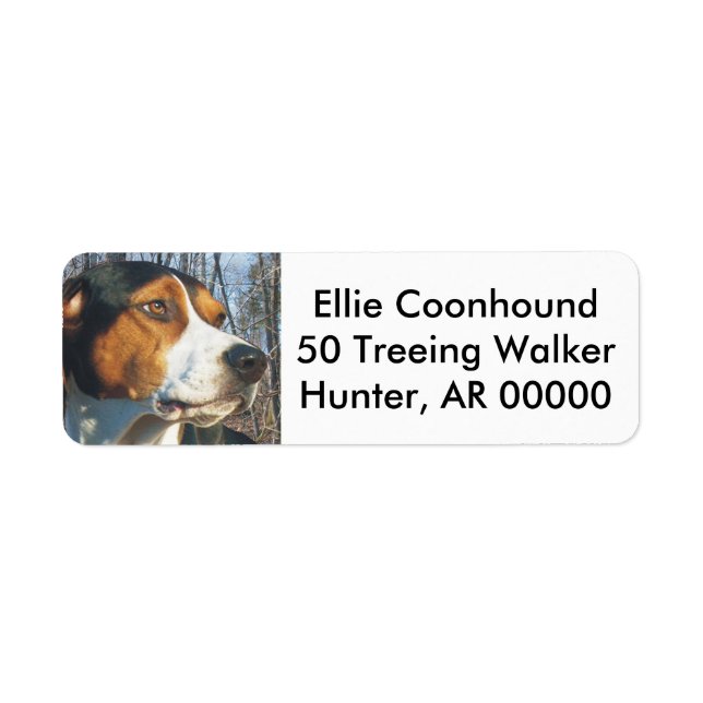 Treeing Walker Coonhound (Vorne)