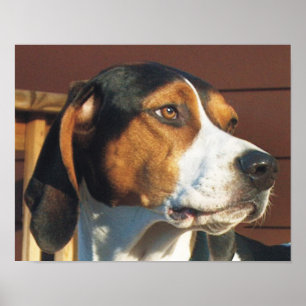 Treeing Walker Coonhound Poster