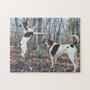 Treeing Wanderercoonhounds-Jagd