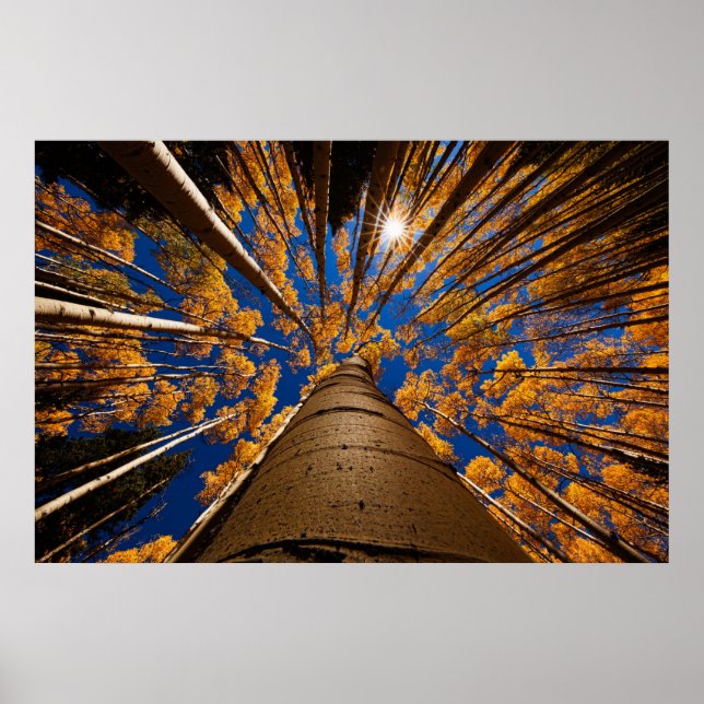 Trees at Flagstaff, Arizona (San Francisco Peaks) Poster (Vorne)