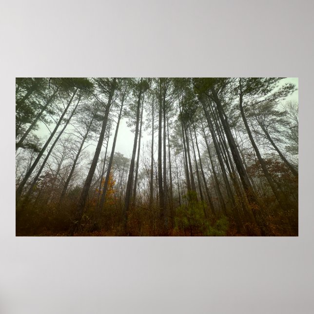 Trees & Fog,  Poster (Devant)