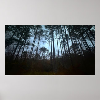 Trees & Fog,  Poster