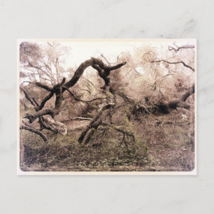 "Trees" Gilroy, CA Postcard Postkarte