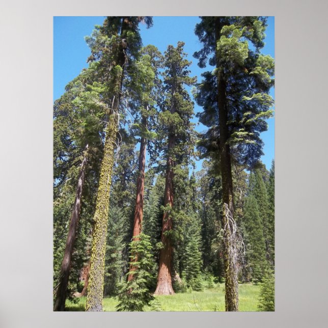 Trees In Mariposa Grove Poster (Vorne)