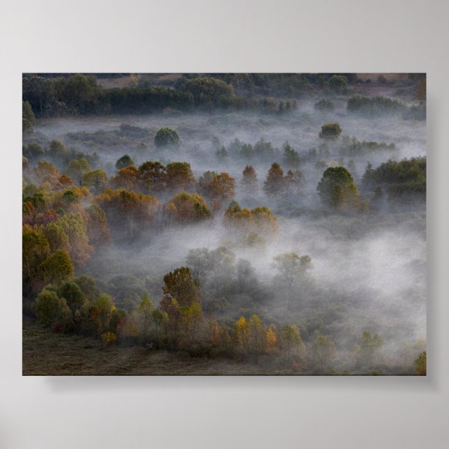 Trees in the morning mist poster (Vorne)