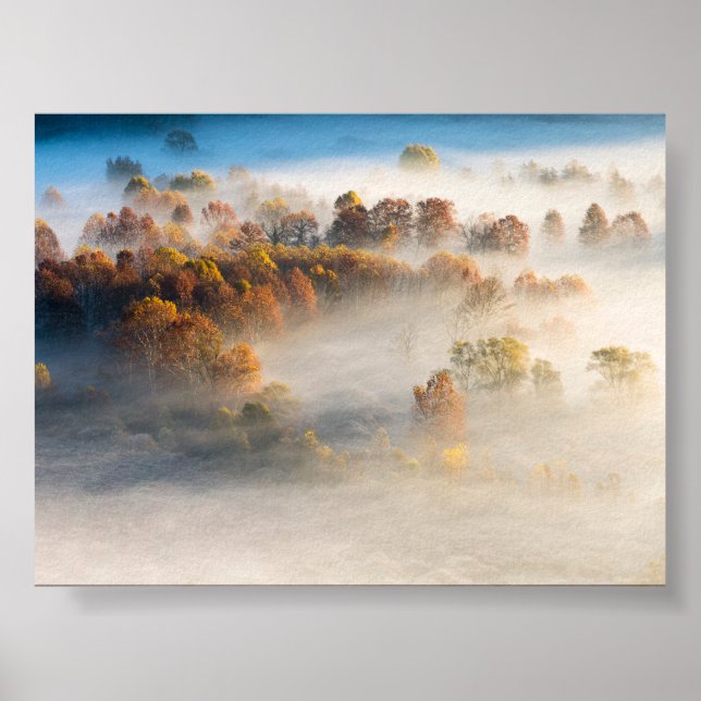 Trees in the morning mist poster (Vorne)