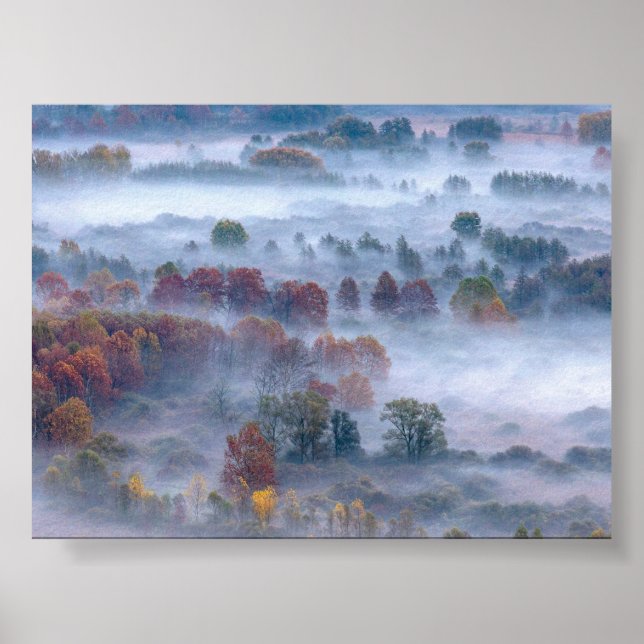 Trees in the morning mist poster (Vorne)
