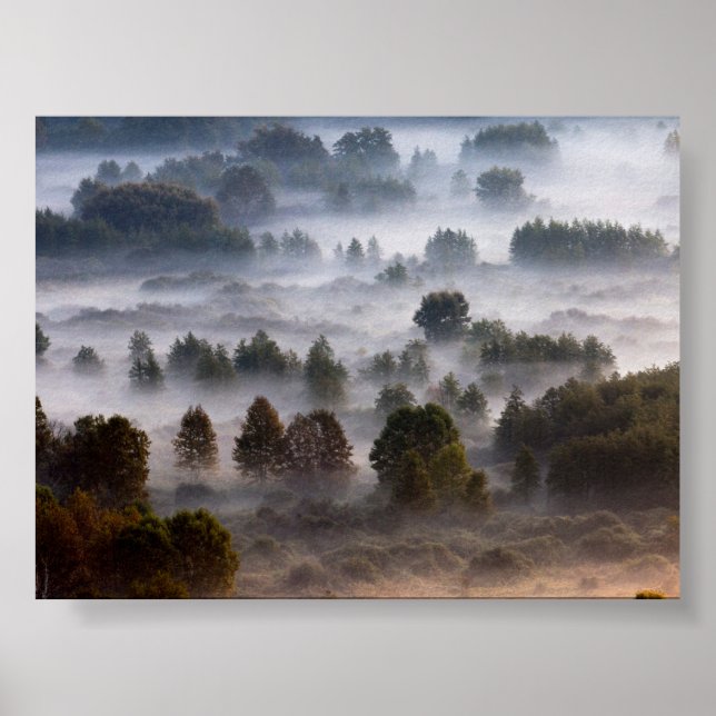 Trees in the morning mist poster (Vorne)