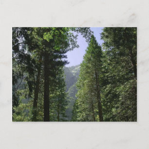 Trees Meadows Zoomwalt Postkarte