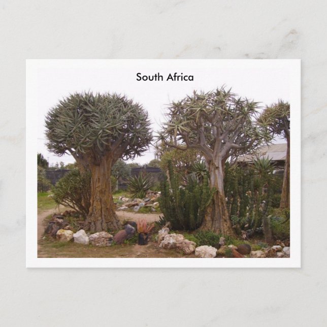 Trees Postkarte (Vorderseite)