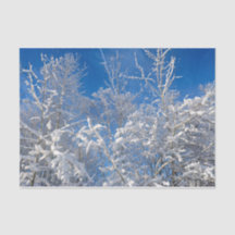 Trees Winter Snow Bedeckte Blaue Himmelslandschaft