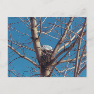 Treetop Chalet - Postkarte