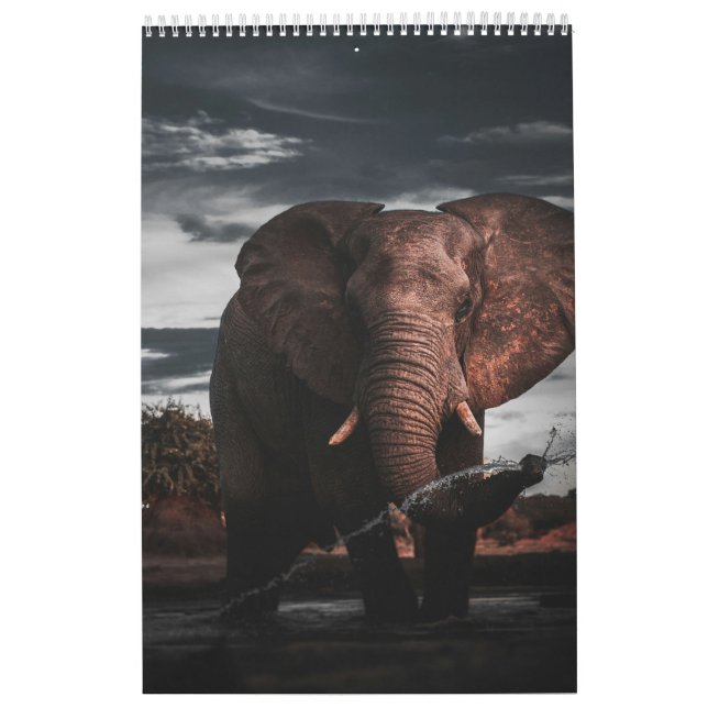 Treffen im wilden Königreich Afrikas, Kalender (Titelbild)