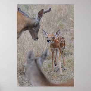 Treffen Sie das neue Baby Poster