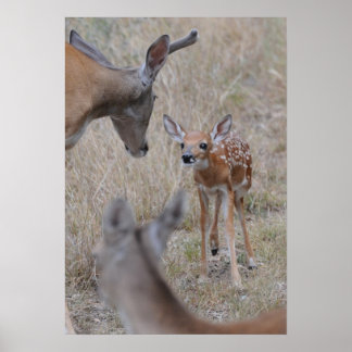 Treffen Sie das neue Baby Poster