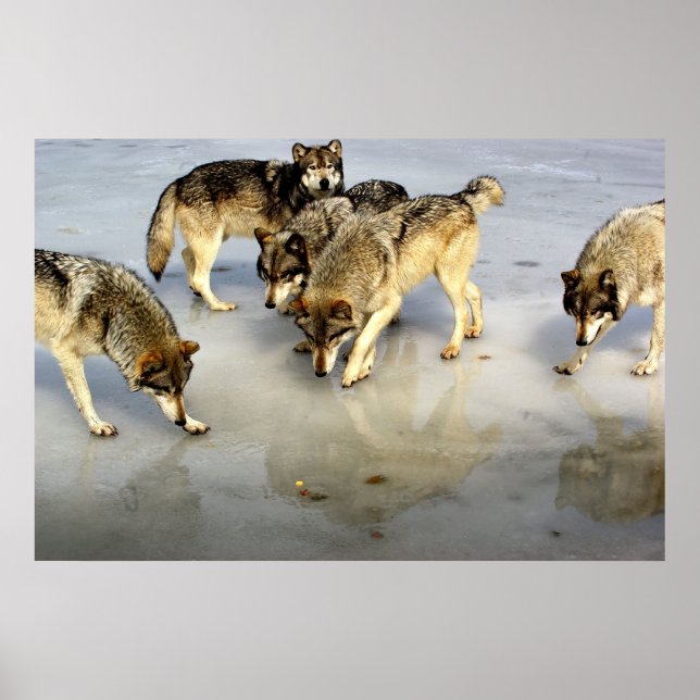 Treffen Sie das Wolf Pack Poster (Vorne)