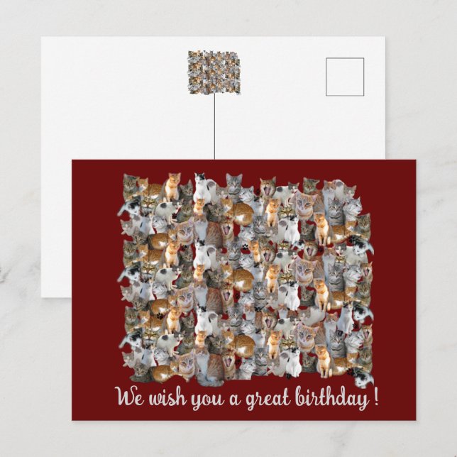 Treffpunkt für Katzen - niedliche Geburtstag Postkarte (Vorne/Hinten)