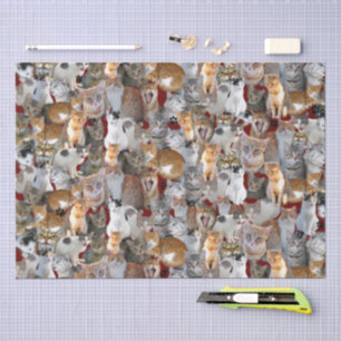 Treffpunkt Katzen - süß Seidenpapier