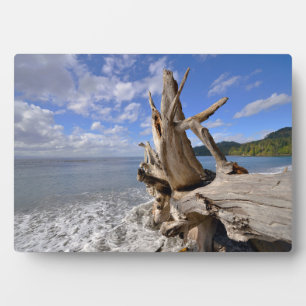 Treibholz an der Küste des französischen Strandes Fotoplatte