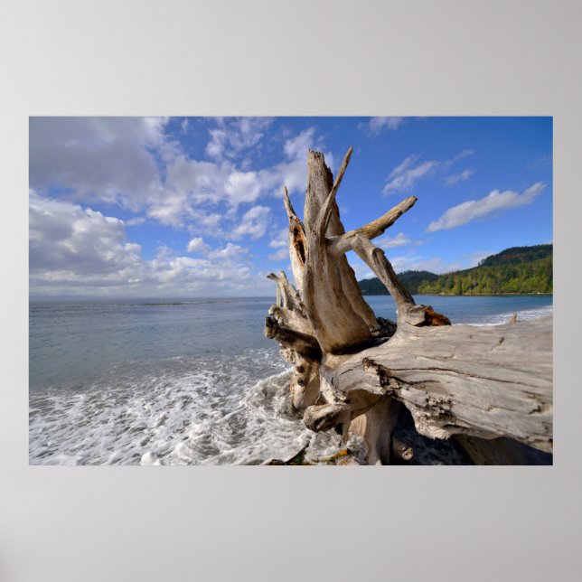 Treibholz an der Küste des französischen Strandes Poster (Vorne)