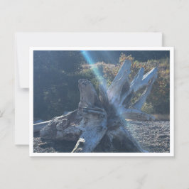 Treibholz Postkarte