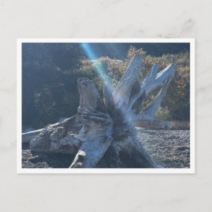 Treibholz Postkarte