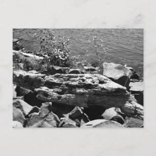 Treibholz Postkarte