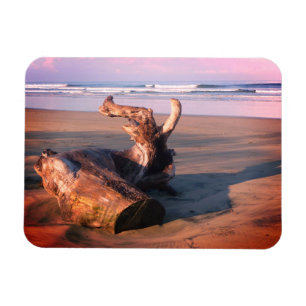 Treibholzstamm Costa Rica Strandfoto Magnet