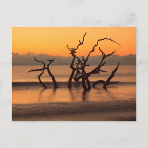 Treibholzstrand bei Sonnenaufgang Jekyll Island Ge Postkarte
