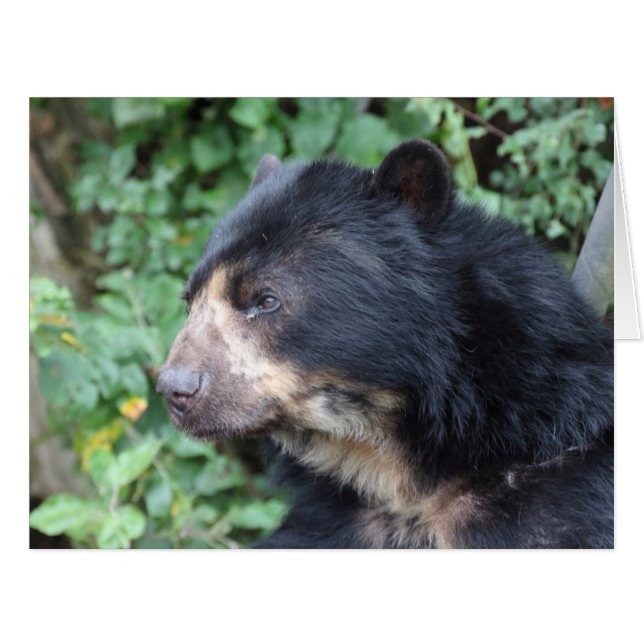 Tremarctos ornatus (Vorderseite (Horizontal))