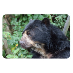 Tremarctos ornatus magnet