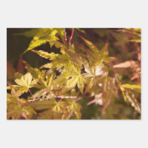 Trendiges japanisches Ahorn Background Set von 3
