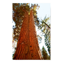 Treppenbaum, Yosemite