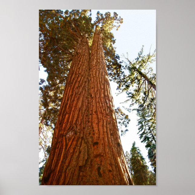 Treppenbaum, Yosemite Poster (Vorne)