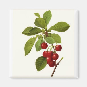 "Très aimant de cerise"