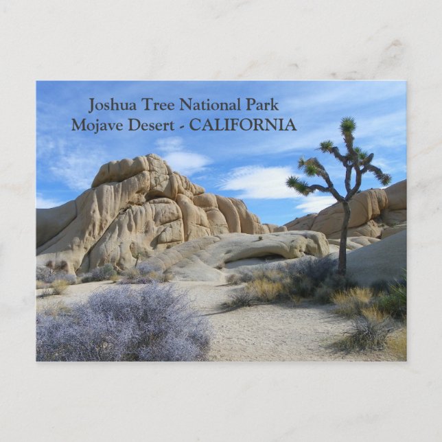 Très Belle Carte Postale Joshua Tree ! (Devant)