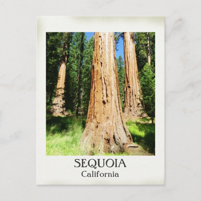 Très Belle Carte Postale Sequoia ! (Devant)
