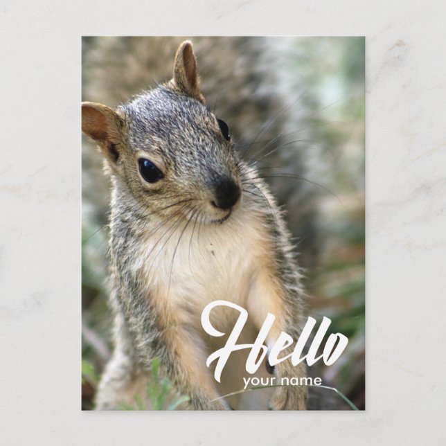 Très mignonne jolie carte postale de bonjour d'écu (Devant)