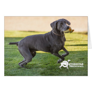 Treten Sie oben Ihre Tatzen